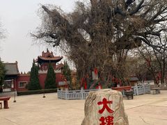 -大槐树寻根祭祖园