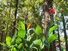 -黄海国家森林公园