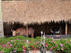 -四季酒店下午茶