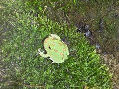 -青石桥花鸟鱼虫市场(叠翠城店)