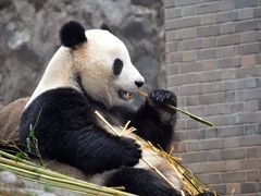 -都江堰中华大熊猫苑