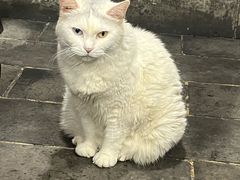 -张记牛肉面馆(天津路店)