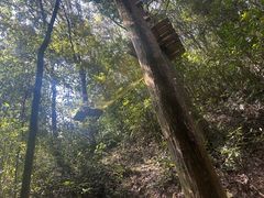 -衢州大荫山丛林飞越探险乐园