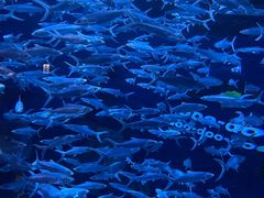 -香港海洋公园