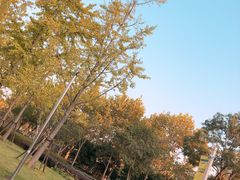 -新江湾城公园