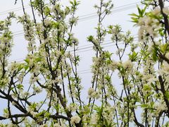 -桤木河湿地公园