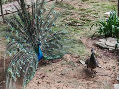 -泉州海丝野生动物世界