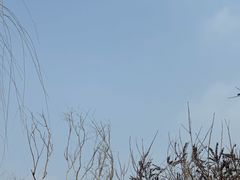 -西青郊野公园