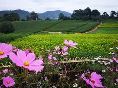 -帐篷客·溪龙茶谷度假酒店