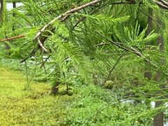 -东莞植物园