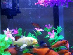 -宜德饭堂(顾村店)