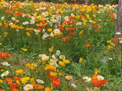 -名花谷生态庄园