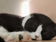 -猫儿山۰猫主题餐厅