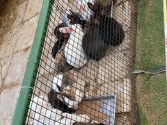 -南宫五洲植物乐园