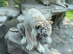 -北京野生动物园