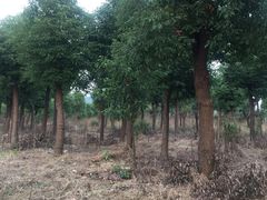 -呼吸森林·生态农庄农家乐私房菜