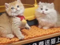 -欣宠猫屋·矮脚拿破仑·蓝金金渐层