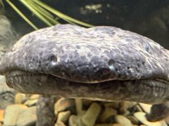 -上海大自然野生昆虫馆(东方明珠·爬宠昆虫探索中心)