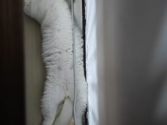 -瑞派动物医院·猫专科·至诚(江南中分院)