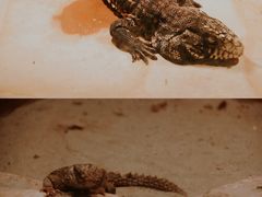 -上海大自然野生昆虫馆(东方明珠·爬宠昆虫探索中心)