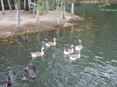 -长白岛森林公园