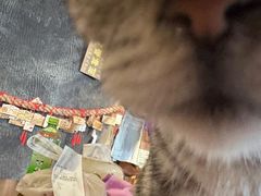 -猫猫幼稚园·撸猫·桌游·电玩