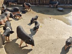 -保定市动物园