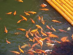 -千岛湖东南湖区