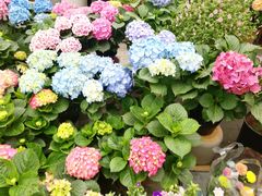 -三圣花乡旅游区