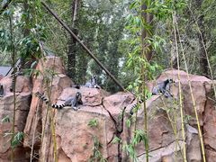 -北京野生动物园