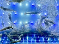 -扶摇树下·椒麻鲜活虾(石家庄勒泰广场店)