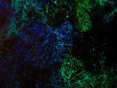 -奥兰多迪士尼动物王国乐园