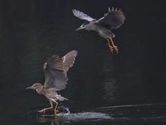 -重庆彩云湖湿地公园