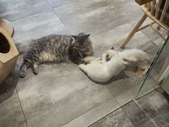-楼上猫咖(罗湖店)