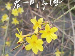 -大兴滨河森林公园