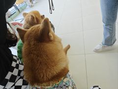 -怪兽屋·羊驼·猫咖·狗咖(俊华广场店)