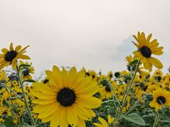 -海心沙亚运公园