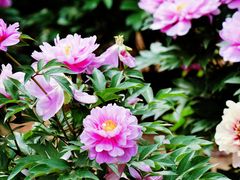 -国家植物园南园