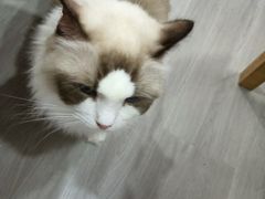 -卿云猫阁猫咖