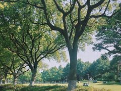 -金鸡湖景区