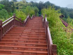 -铁山坪森林公园