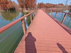 -贡湖湾湿地公园