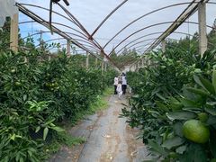 -前小桔亲子创意农场·草莓采摘·露营烧烤