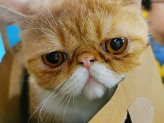 -猫小院猫主题咖啡厅(北锣店)