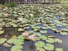 -中国科学院西双版纳热带植物园