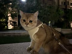 -瑞派福兴宠物医院犬猫全科·骨科·中西医结合(河东店)