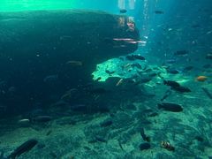 -奥兰多迪士尼动物王国乐园