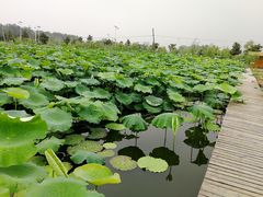 -同銮特种养殖场·龙虾垂钓