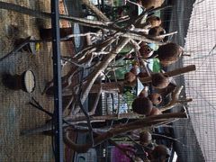 Melaka Butterfly and Reptile Sanctuary-蝴蝶山庄(Taman Rama-rama & Reptilia Melaka)