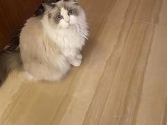 -宠爱国际动物医院· 猫科· 外科·中兽医(长白店)